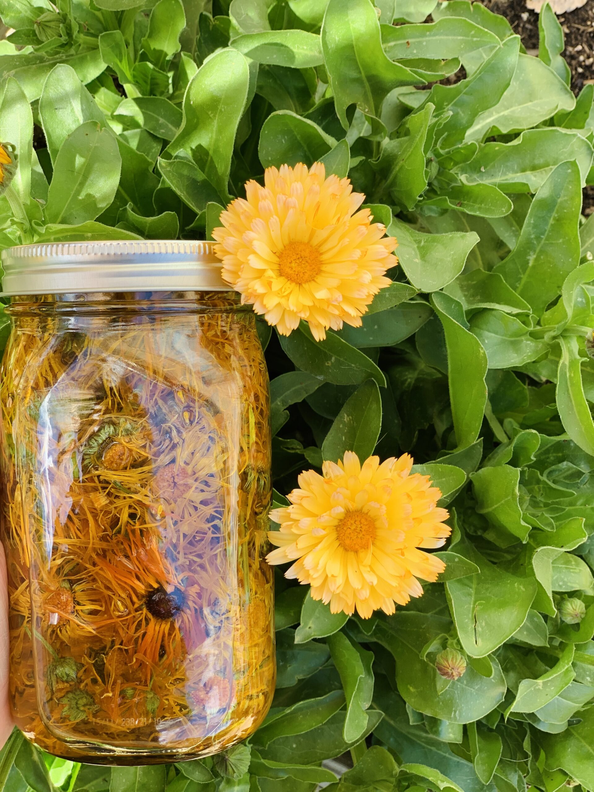 Calendula oil