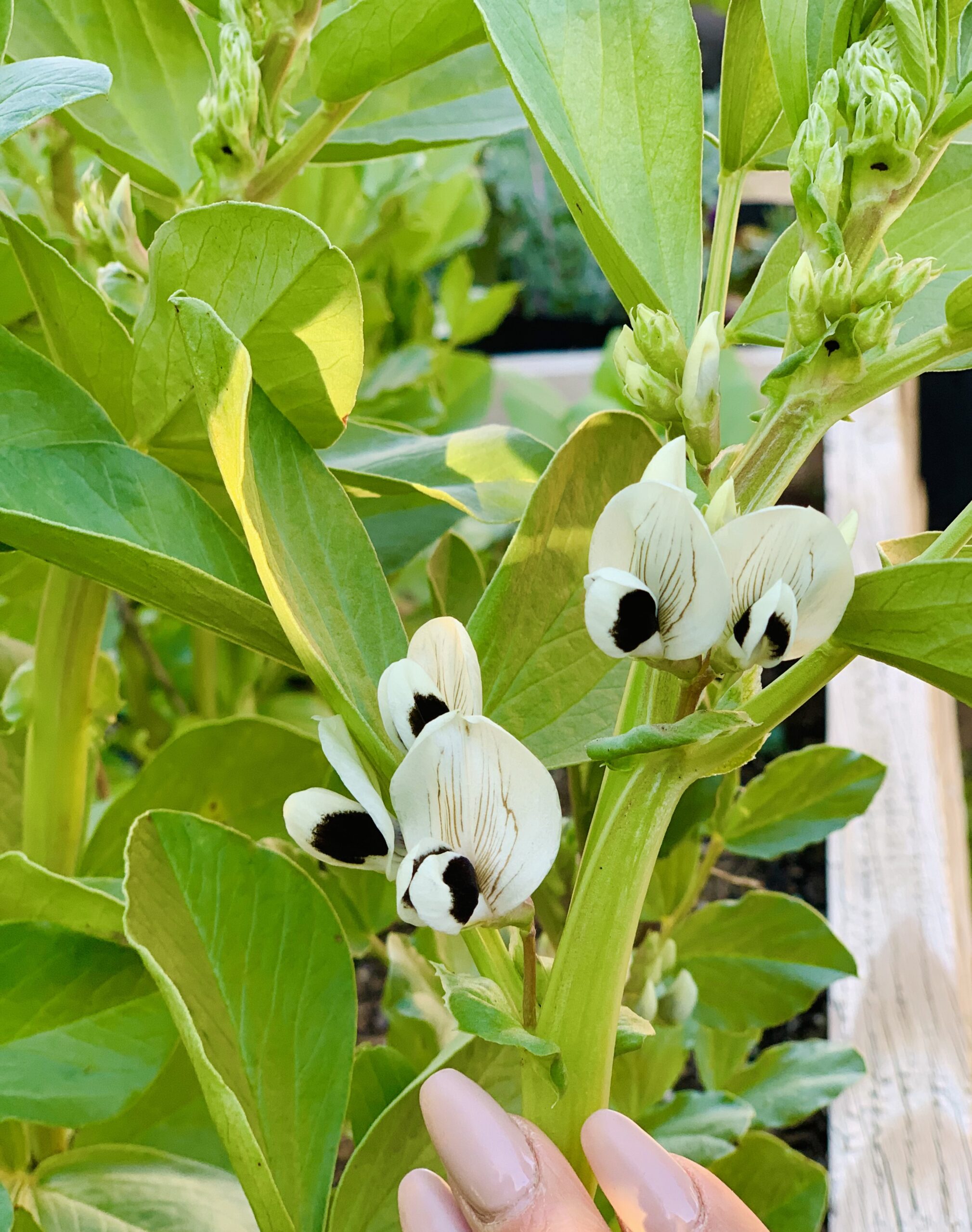 fava bean flower
