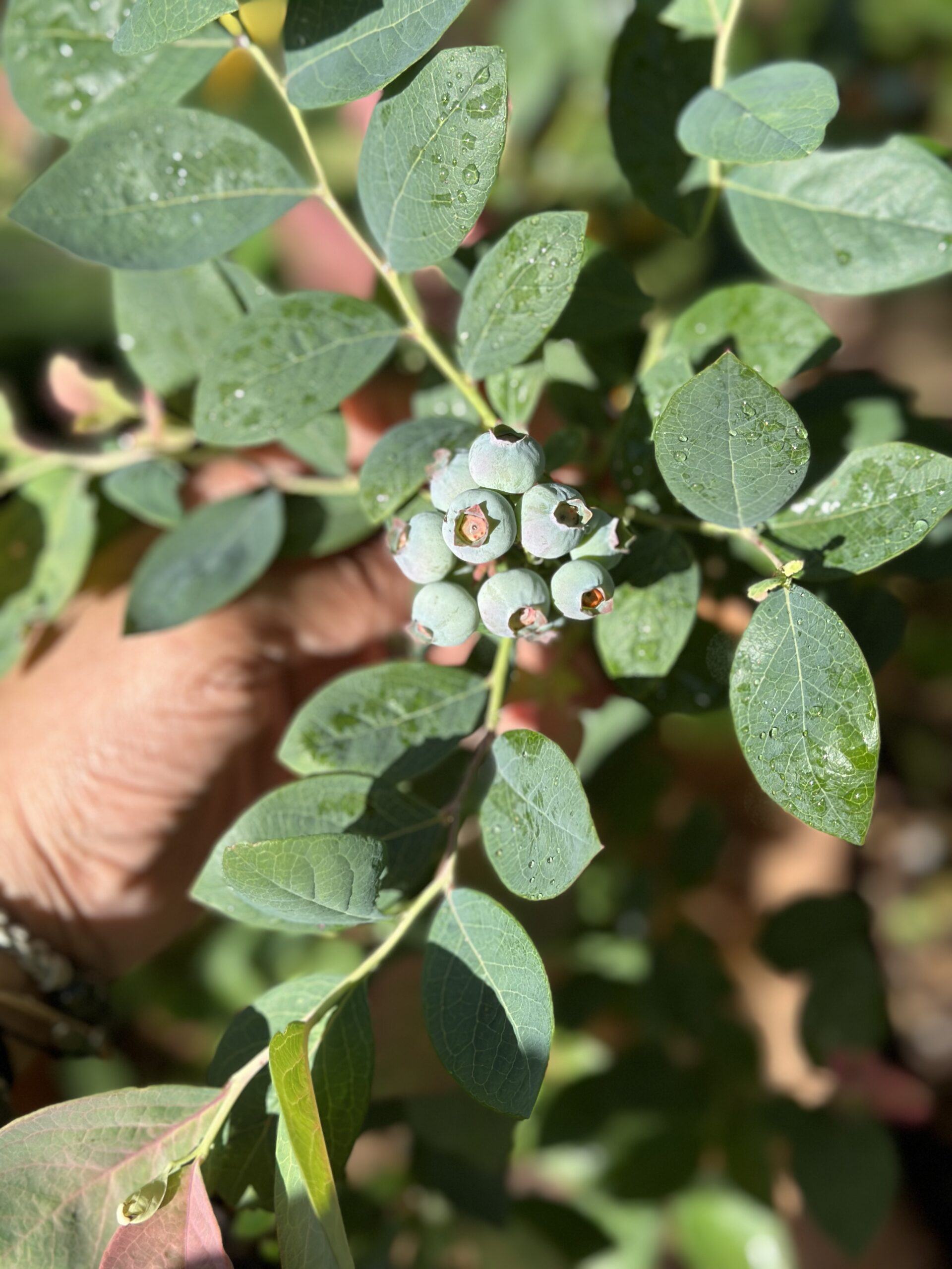 California blueberries